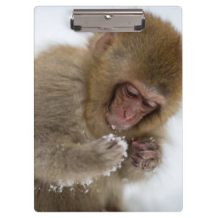 Baby Japanese Macaque   Snow Monkey Clipboard