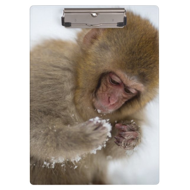 Baby Japanese Macaque | Snow Monkey Clipboard (Front)
