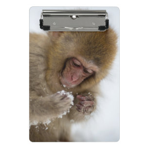 Baby Japanese Macaque   Snow Monkey Mini Clipboard