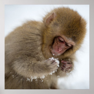 Baby Japanese Macaque Snow Monkey Poster