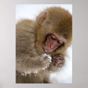 Baby Japanese Macaque Snow Monkey Poster