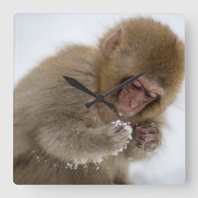 Baby Japanese Macaque | Snow Monkey Square Wall Clock (Front)