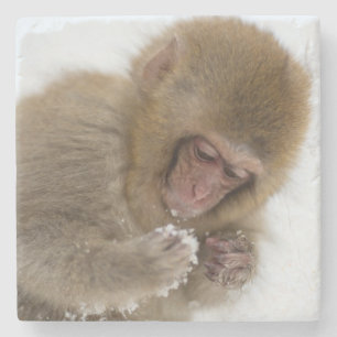 Baby Japanese Macaque   Snow Monkey Stone Coaster