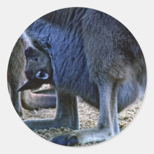 Baby kangaroo in mother's pouch - Australia Classic Round Sticker