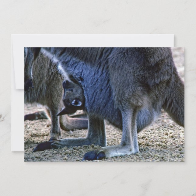 Baby kangaroo in mother's pouch - Australia Invitation (Front)