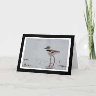 Baby Killdeer Blank Greeting Card