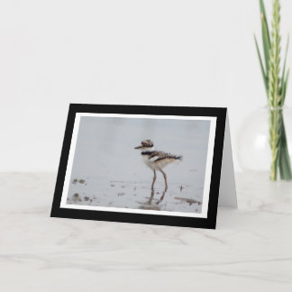 Baby Killdeer Blank Greeting Card