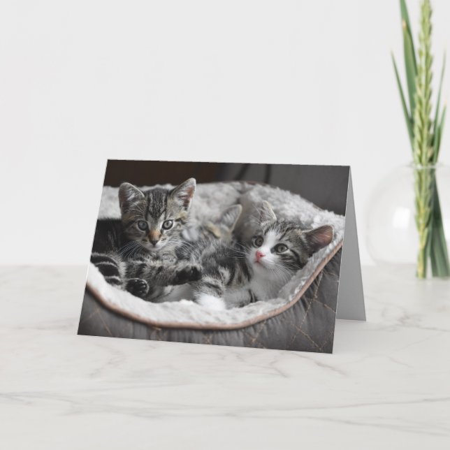 baby kittens greeting card (Front)