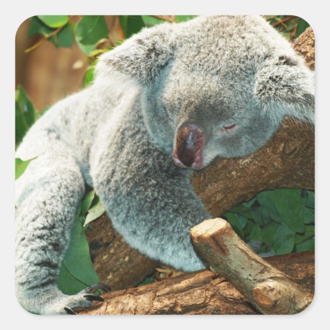 Baby Koala Bear Sleeping in a Tree Square Sticker (Front)