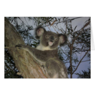 Baby Koala Card