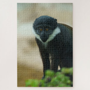 Baby L’Hoest Monkey Jigsaw Puzzle