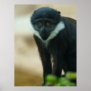 Baby L’Hoest Monkey Poster