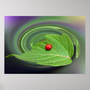 baby ladybug poster
