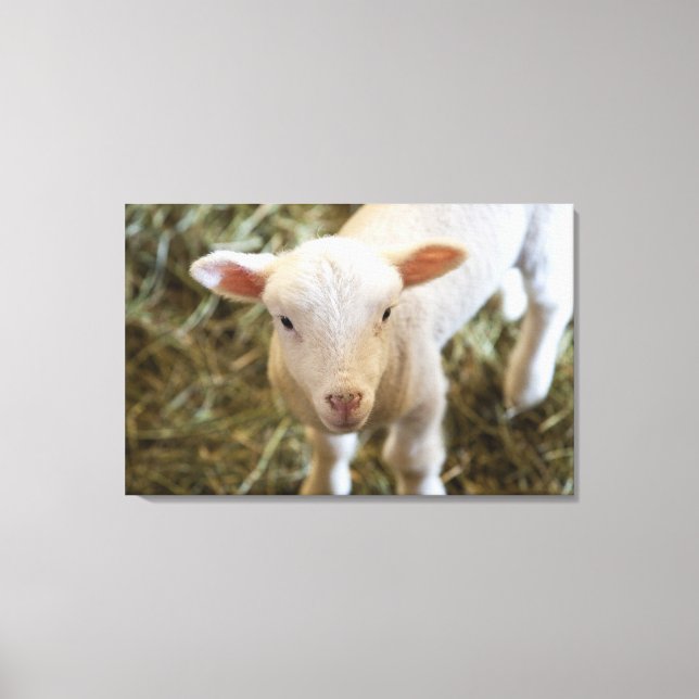 Baby Lamb Canvas Print (Front)