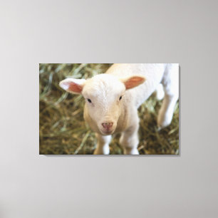 Baby Lamb Canvas Print