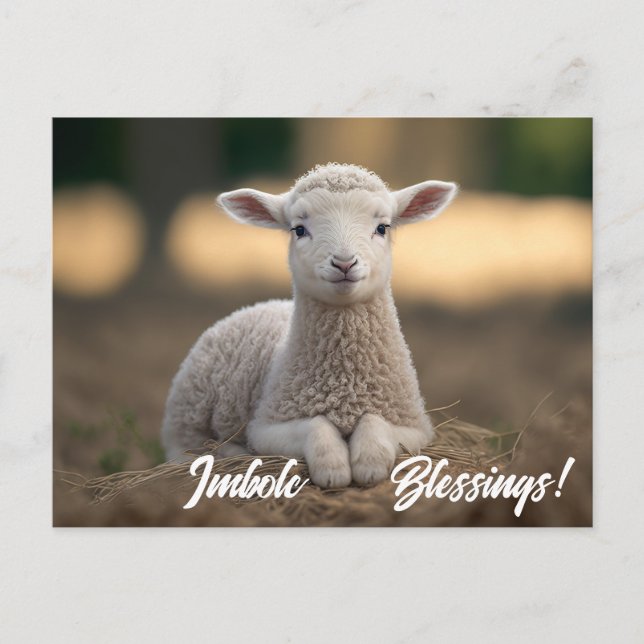 Baby Lamb Imbolc Blessings Postcard (Front)
