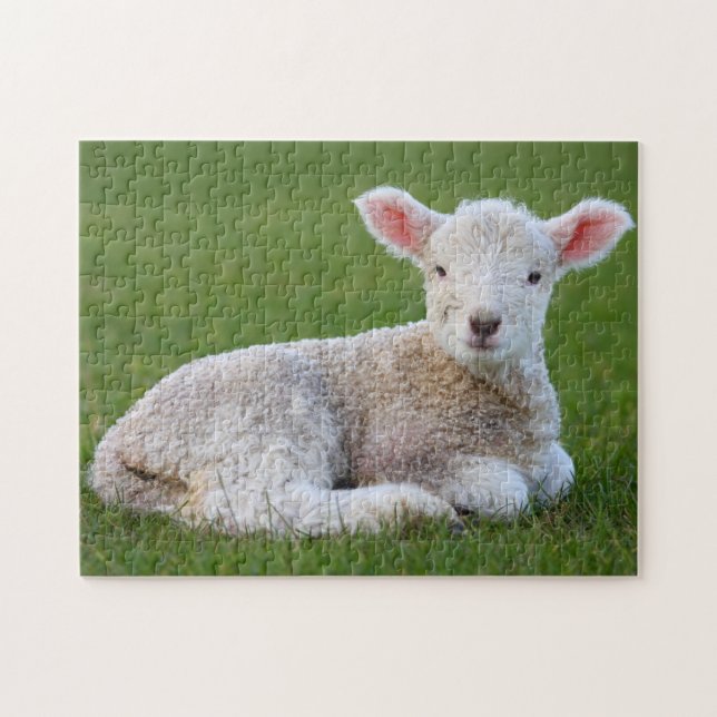 Baby Lamb Jigsaw Puzzle (Horizontal)