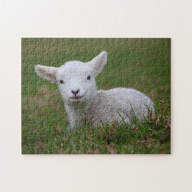 Baby Lamb Jigsaw Puzzle (Horizontal)