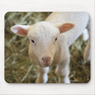 Baby Lamb Mouse Mat