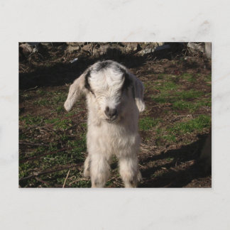 Baby Lamb Postcard