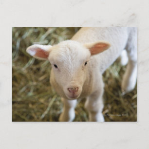 Baby Lamb Postcard