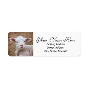 Baby Lamb Return Address