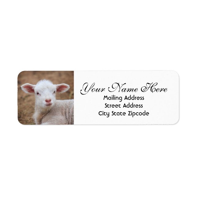 Baby Lamb Return Address (Front)