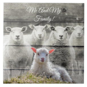 Baby Lamb Sheep Flock Tile