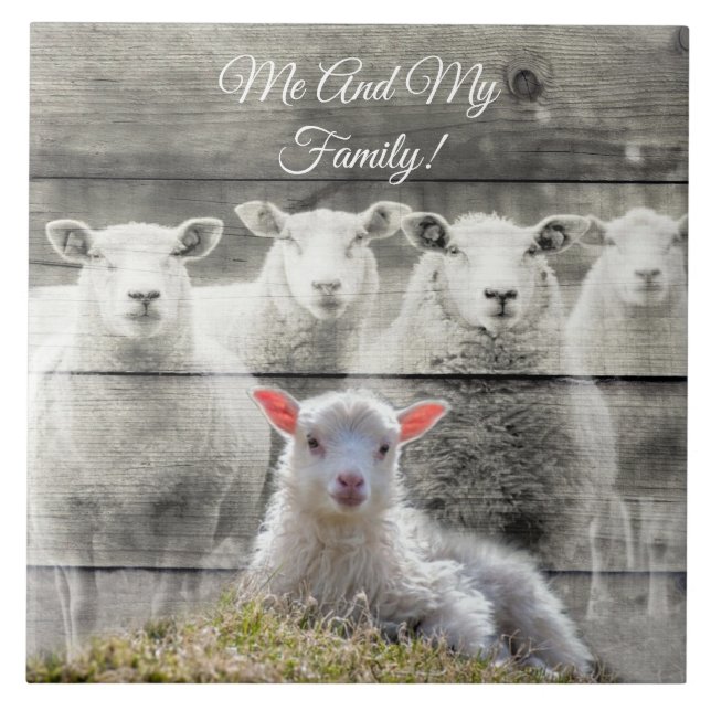 Baby Lamb Sheep Flock Tile (Front)