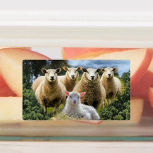 Baby Lamb Sheep Herd Flock