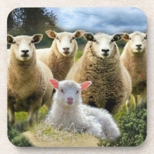 Baby Lamb Sheep Herd Flock Coaster