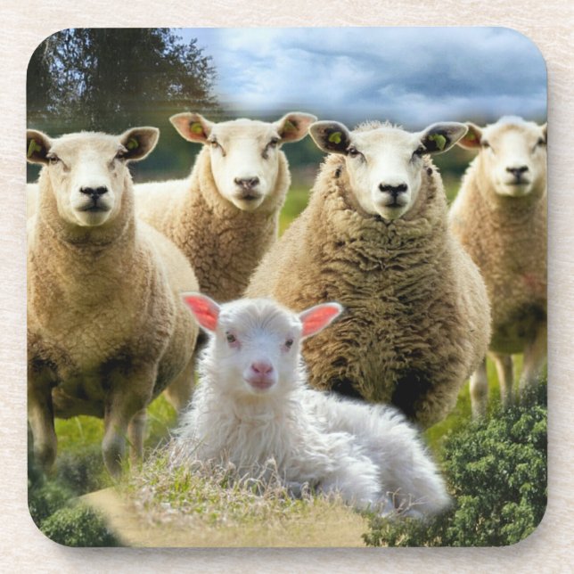 Baby Lamb Sheep Herd Flock Coaster (Front)