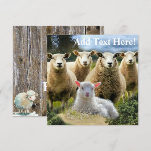 Baby Lamb Sheep Herd Flock Invitation