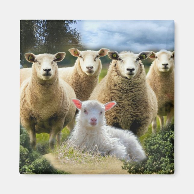 Baby Lamb Sheep Herd Flock Magnet (Front)
