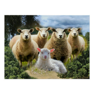 Baby Lamb Sheep Herd Flock Poster