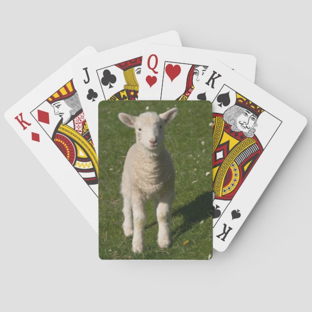 Baby Lamb Sheep Playing Cards (Back)
