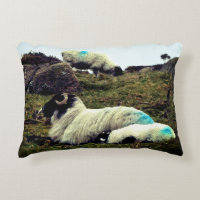 Baby Lamb Sleeping Near Wistman's Wood