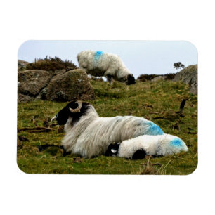 Baby Lamb Sleeping Near Wistman's Wood  Magnet