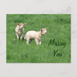 Baby Lambs Postcard-Missing You Postcard