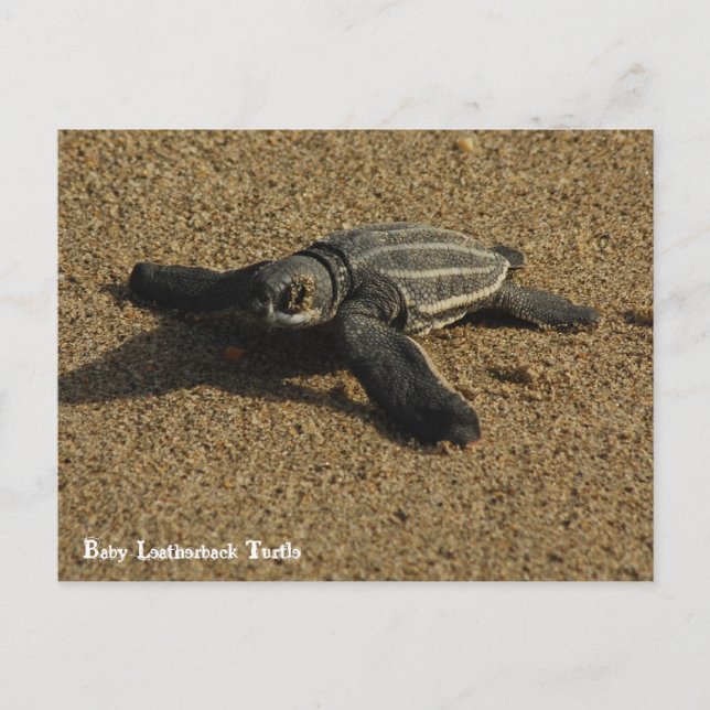 Baby Leatherback Turtle Postcard (Front)