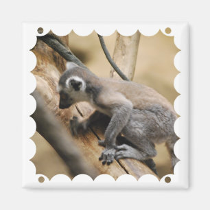 Baby Lemur  Magnet