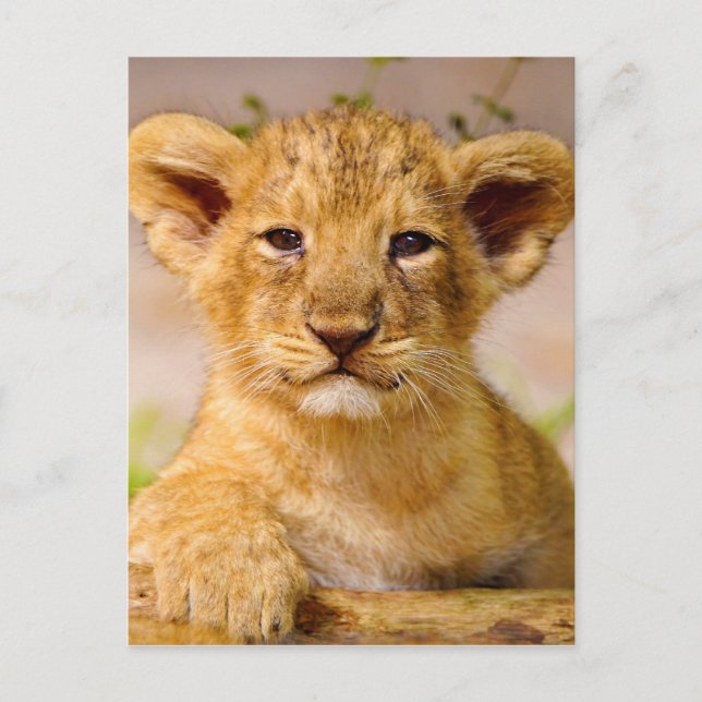 Baby Lion Cub Postcard (Front)