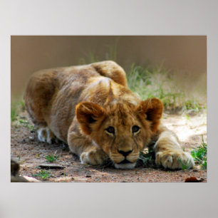 Baby lion cub poster