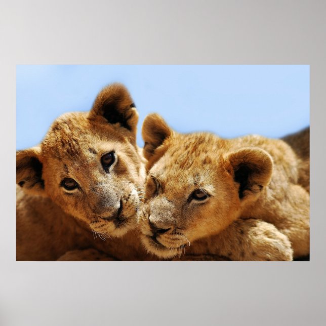 Baby lion love poster (Front)