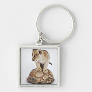 Baby lion standing on tortoise, white background key ring