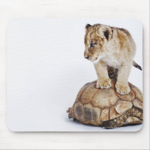 Baby lion standing on tortoise, white background mouse mat