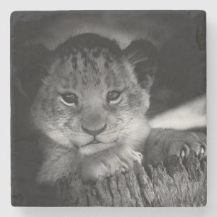 Baby Lion Stone Coaster