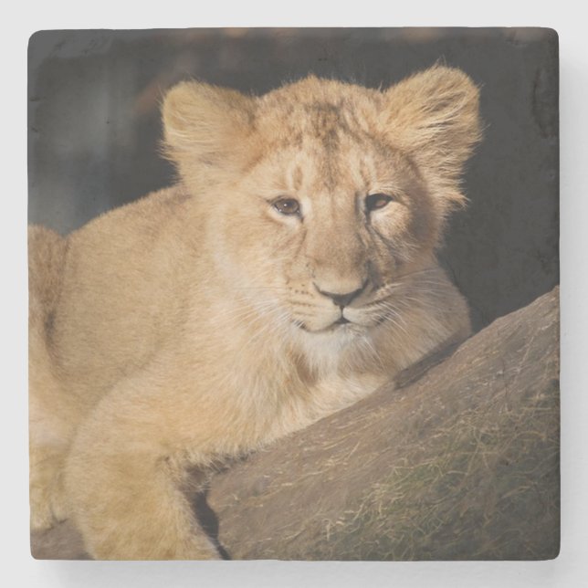 Baby Lion Stone Coaster (Front)