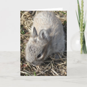 Baby Lionhead Bunny Card