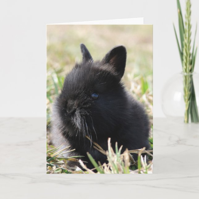 Baby Lionhead Bunny Card (Front)